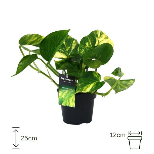 Scindapsus (Epipremnum) Aureum