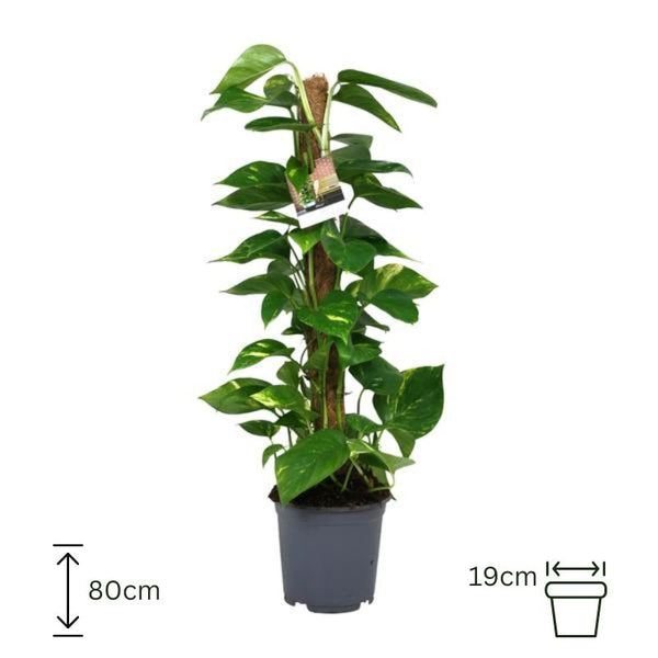 Scindapsus Epipremnum - 80cm/19
