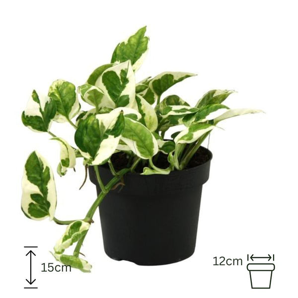 Scindapsus (Epipremnum) N'joy - 15cm/12