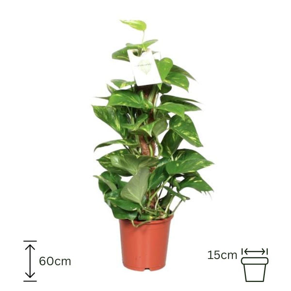Epipremnum Pinnatum Mosstok Scindapsus - 60cm/15