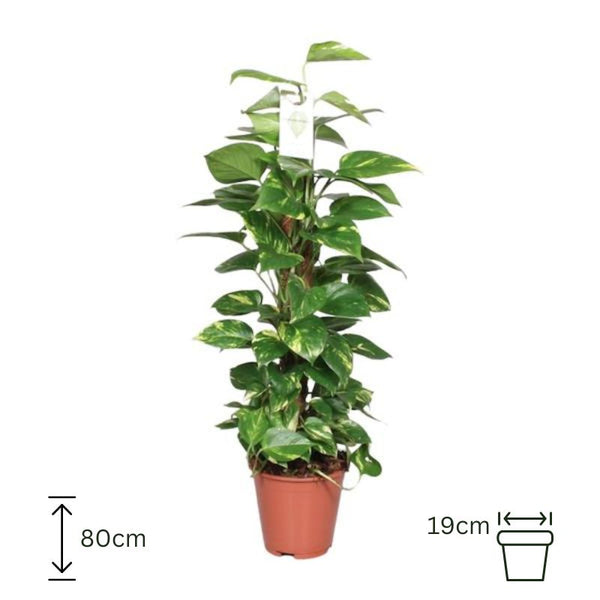 Epipremnum Pinnatum Mosstick Scindapsus - 80cm/19