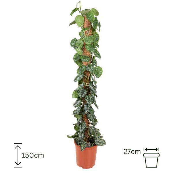 Epipremnum Pictus Trebie Mosstick - 150cm27