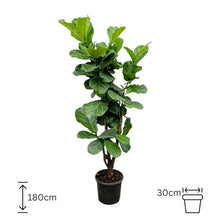 Ficus Lyrata XL