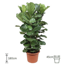 Ficus Lyrata XL