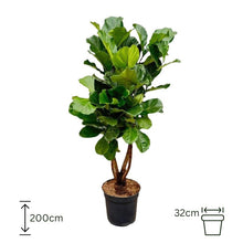 Ficus Lyrata XL