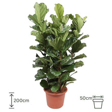 Ficus Lyrata XL