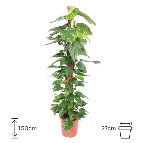 Epipremnum Aureum
