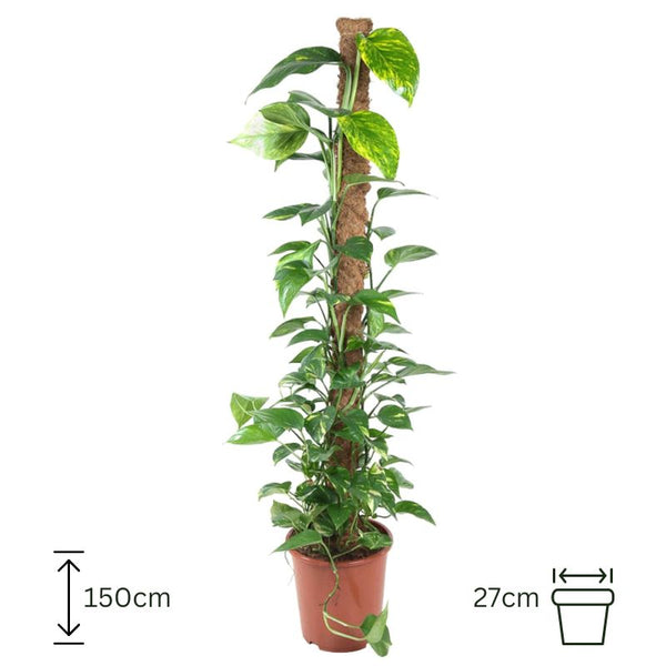 Epipremnum Pinnatum with moss stick