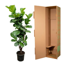 Ficus Lyrata XL