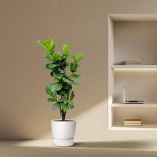 Ficus Lyrata XL